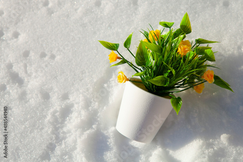 Yellow house flowers on white snow. The beginning of spring