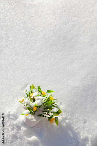 Yellow house flowers on white snow. The beginning of spring