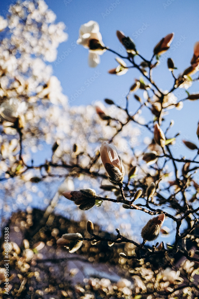pink magnolia flowers blooming in spring pink magnolia flowers blooming in spring