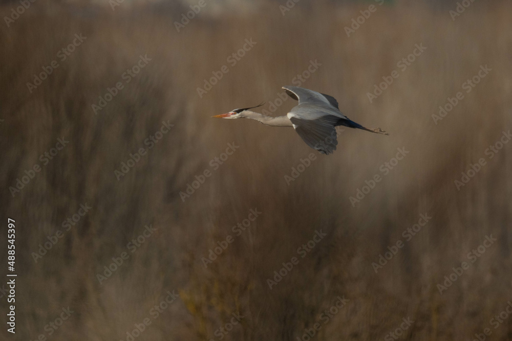 A grey heron (Ardea cinerea) in flight A grey heron (Ardea cinerea) in flight