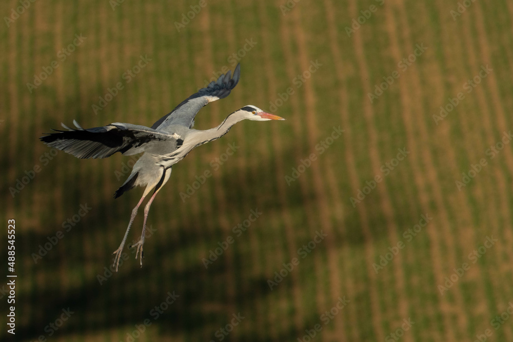Fototapeta premium A grey heron (Ardea cinerea) in flight