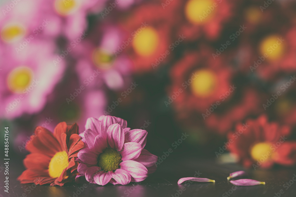 Różowe i czerwone kwiaty margaretki, zbliżenie. - obrazy, fototapety, plakaty 