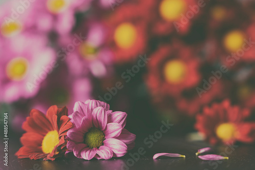 Różowe i czerwone kwiaty margaretki, zbliżenie.