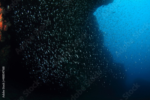 Group of silver fish swimming in their marine environment in mid-water ensuring the protection of the group