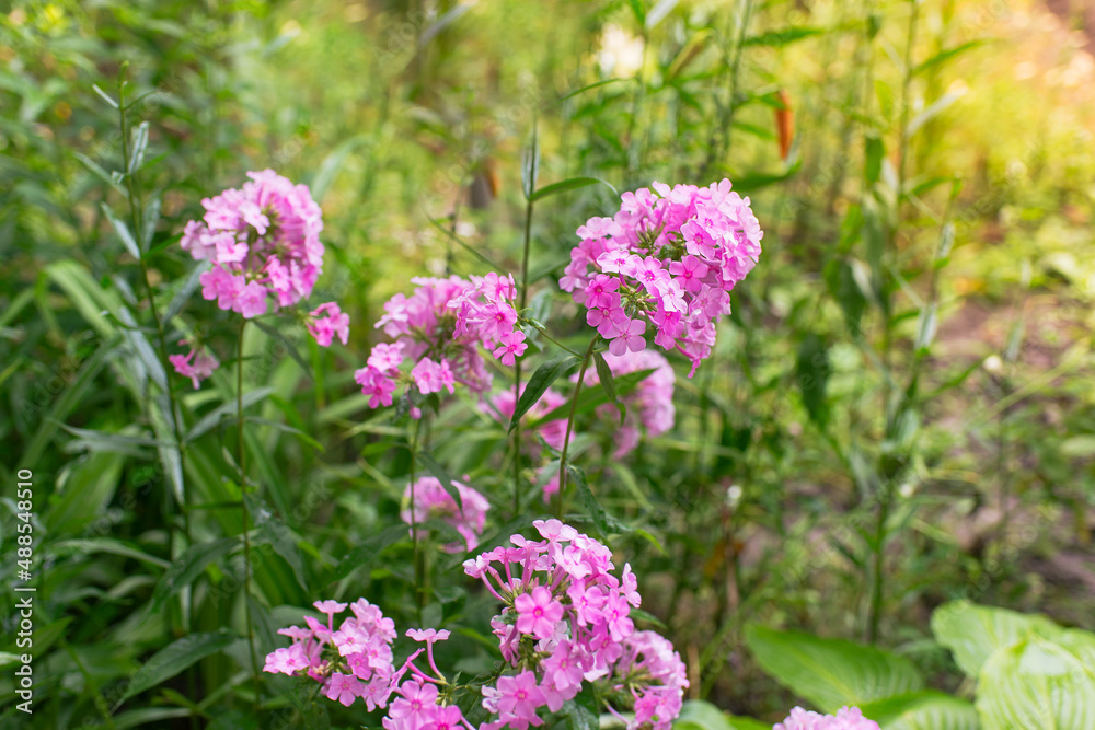 Garden phlox (Phlox paniculata). Blooming branches of phlox in the garden on a sunny day. Soft blurred selective focus. Spring floral background. Garden phlox (Phlox paniculata). Blooming branches of phlox in the garden on a sunny day. Soft blurred selective focus. Spring floral background.