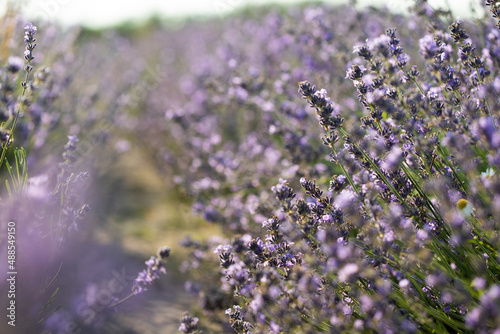 Lavender field full of blooming flowers.