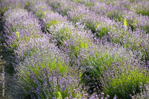 Lavender field full of blooming flowers.