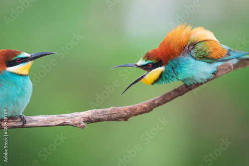 beautiful colored birds clash on a branch