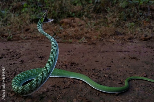 Attacking moves of angry snake
