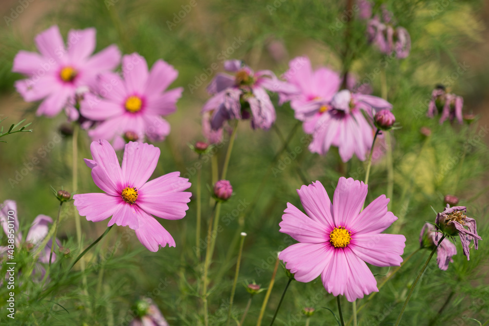 Pink flowers in a green environment in summer Pink flowers in a green environment in summer