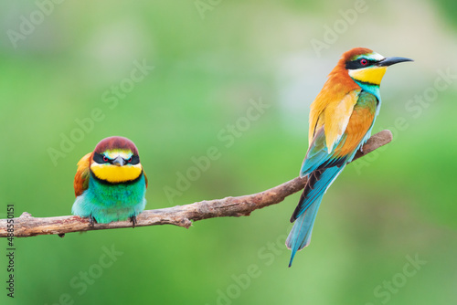 funny beautiful birds sit on a branch