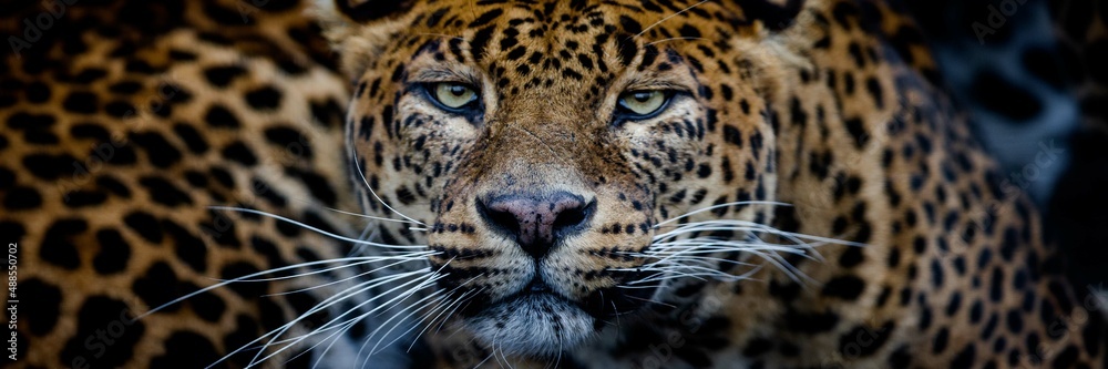 Fototapeta premium Leopard with a black background