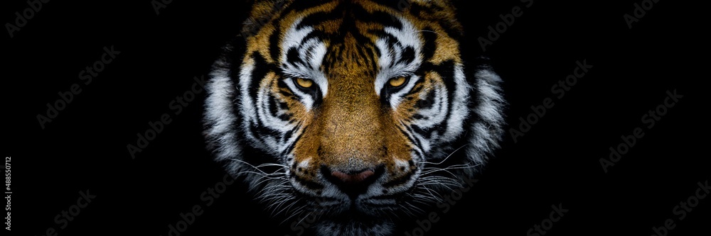 Obraz premium Tiger with a black background