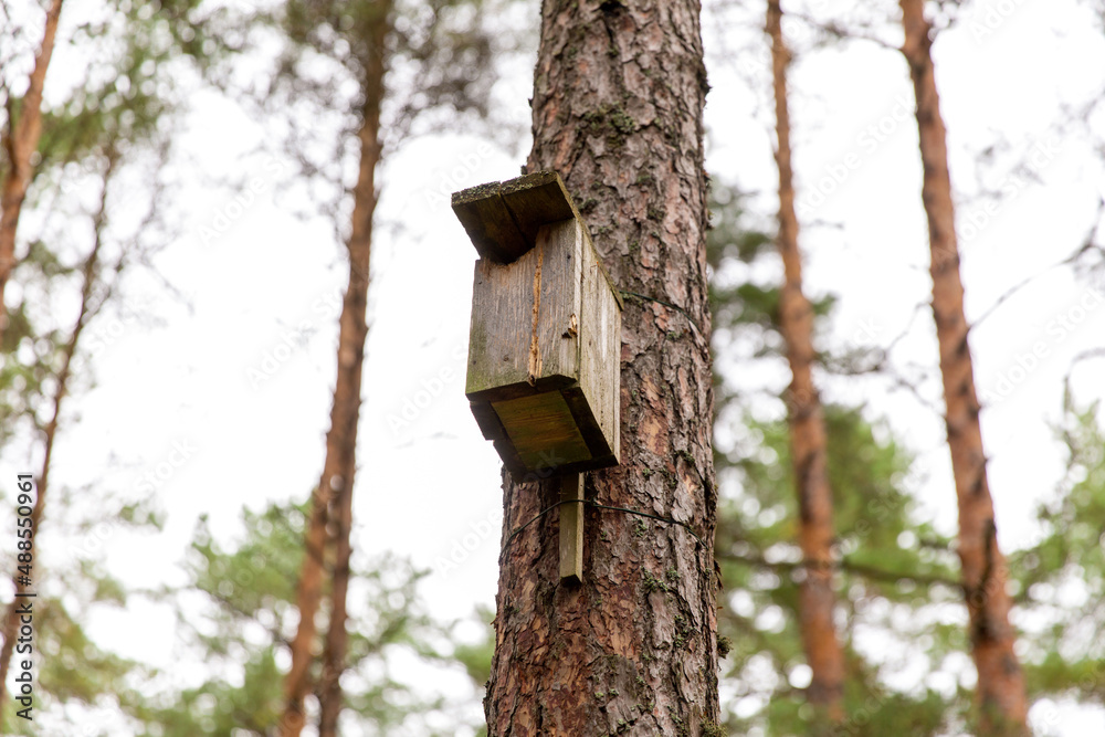nature, landscape and environment concept - wooden birdhouse on pine tree in coniferous forest