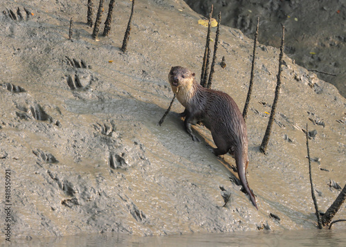 Otters are carnivorous mammals in the subfamily Lutrinae.Otters found in the Sundarban mangrove and its delta usually live in groups and feed pn fish, molusks and crabs. photo