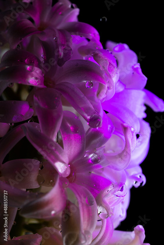 Flowers with long petals macro. The blooming hyacinth is close