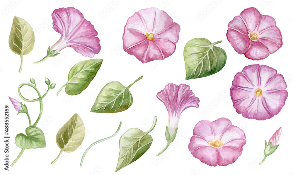 Flowers of pink ipomoea morning glory elements, set. Bouquet. Watercolor Illustration