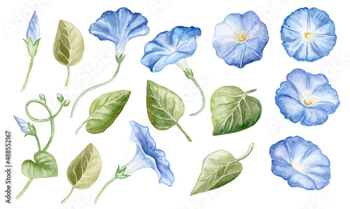 Cuadro en lienzo Flowers of the blue morning glory elements, set