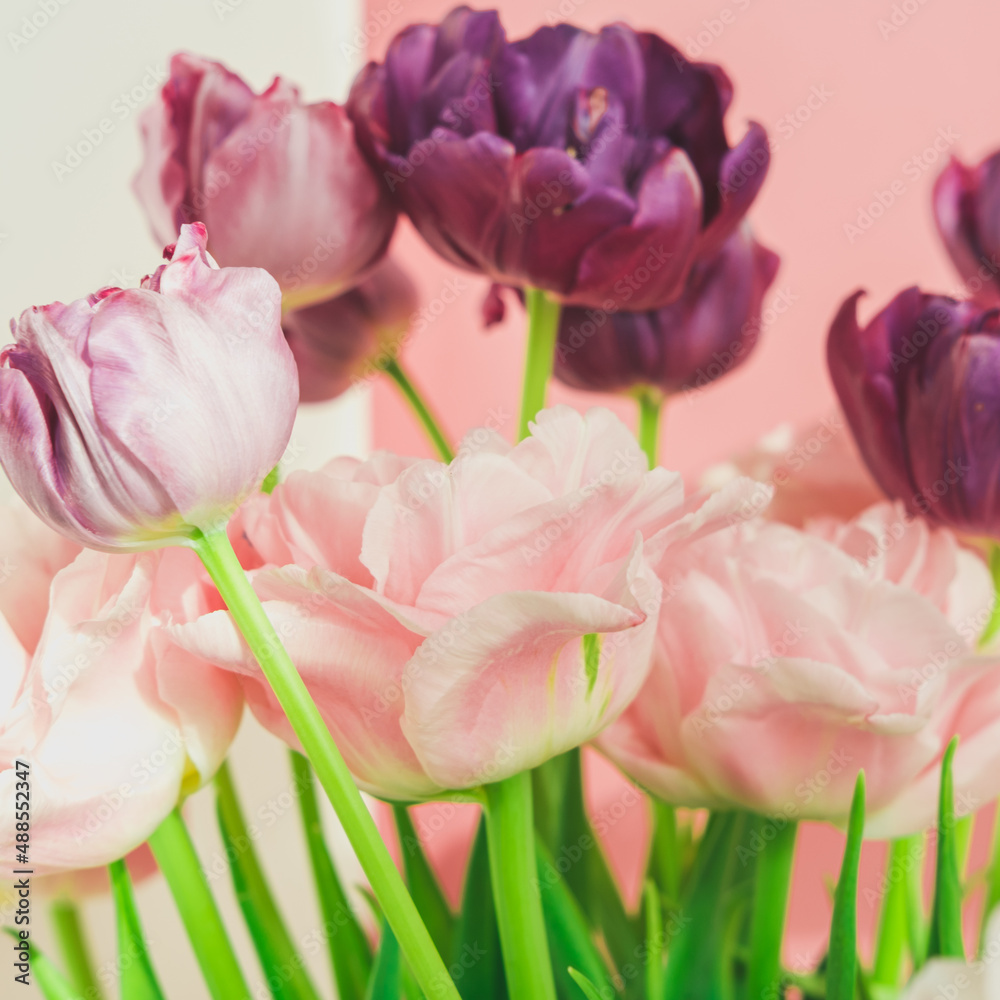 Colorful pink and purple peony-shaped tulips in a bouquet. Spring greetings. Colorful pink and purple peony-shaped tulips in a bouquet. Spring greetings.