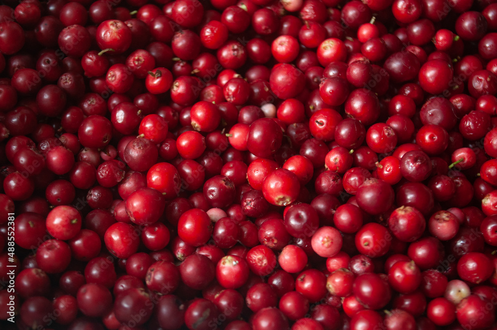 Photo of many red cranberries. Forest berry harvest.