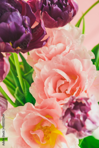Beautiful and fresh pink and purple peony-shaped tulips in a bouquet. Spring greetings. International women's day.