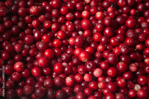 Photo of many red cranberries. Forest berry harvest.