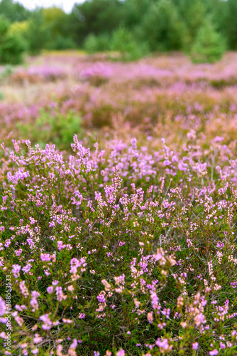 nature and flora concept - close up of blooming heather field