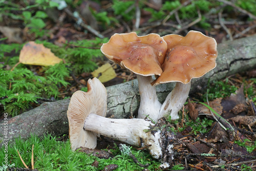 Webcap mushroom from Finland, no common English name