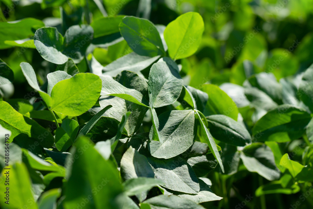 Obraz premium Green alfalfa on the field.