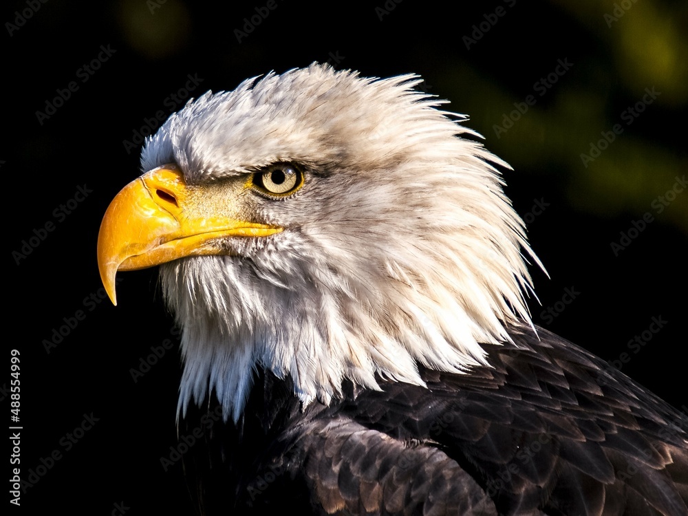 Obraz premium american bald eagle