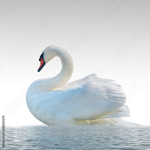 Fototapeta Naklejka Na Ścianę i Meble -  Swan on a white surface.