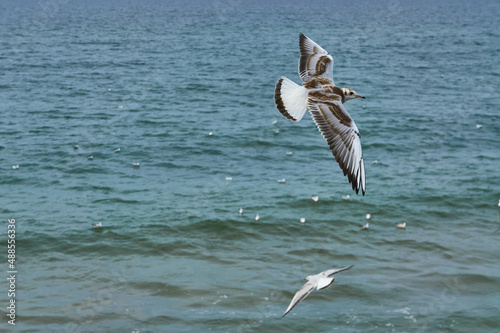 Seagulls on the Baltic Sea are circling near the coast. © bizonts