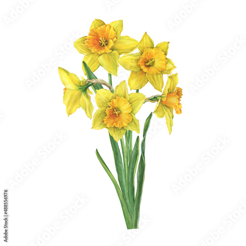 Obraz na plátně Bouquet of yellow narcissus flowers (daffodil, easter bell, jonquil, lenten lily)