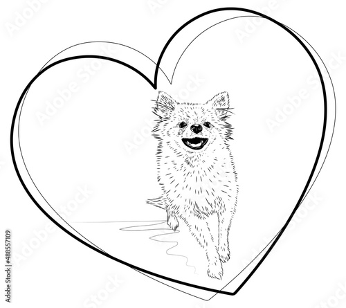 Spitz, dog inside the heart. Black and white sketch. Love for pets. Fluffy breed. Stock vector image isolated on white background. Smile. Black and white illustration.