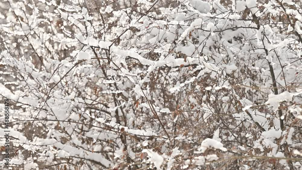 texture of wood in the snow with sounds