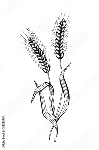 Ear sketch. Wheat, barley ear sketc hillustration. Grain rye vector. Bread doodle hand drawn vintage line art. Cereal isolated food graphic. Rice oat flour plant vector illustration drawing. photo