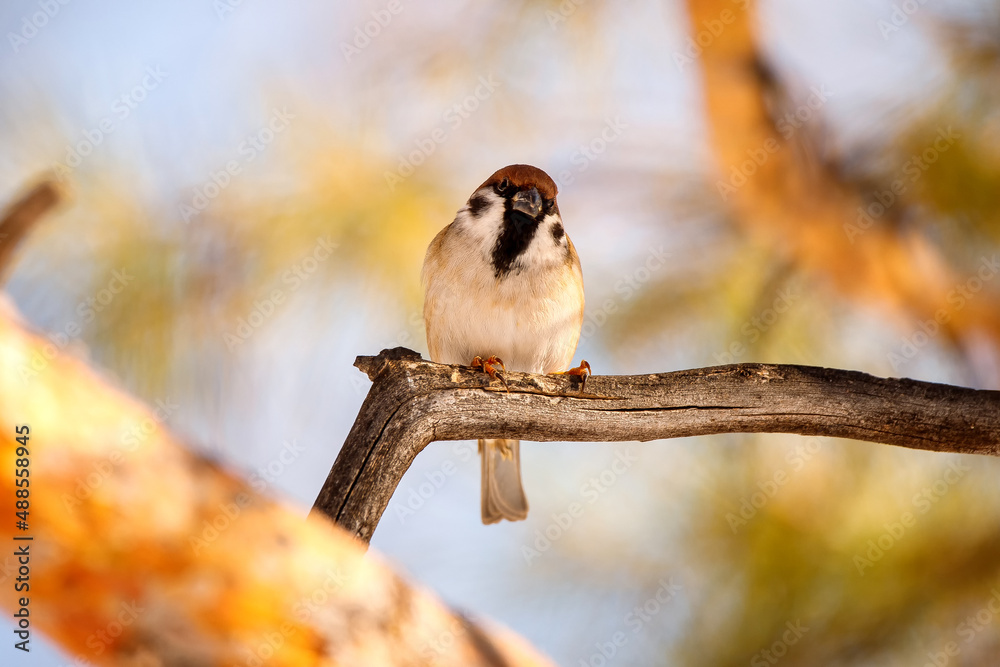 Fototapeta premium A male sparrow sits on a tree branch