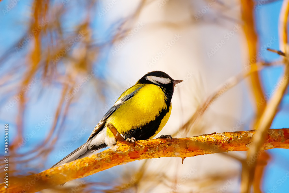 Great tit portrait in winter cute bird Great tit portrait in winter cute bird