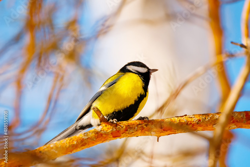 Great tit portrait in winter cute bird