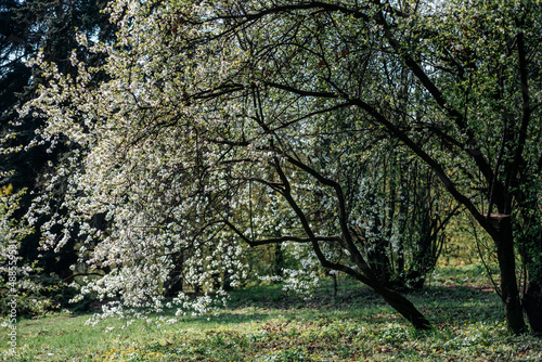 Cherry tree with white blossoms in early spring