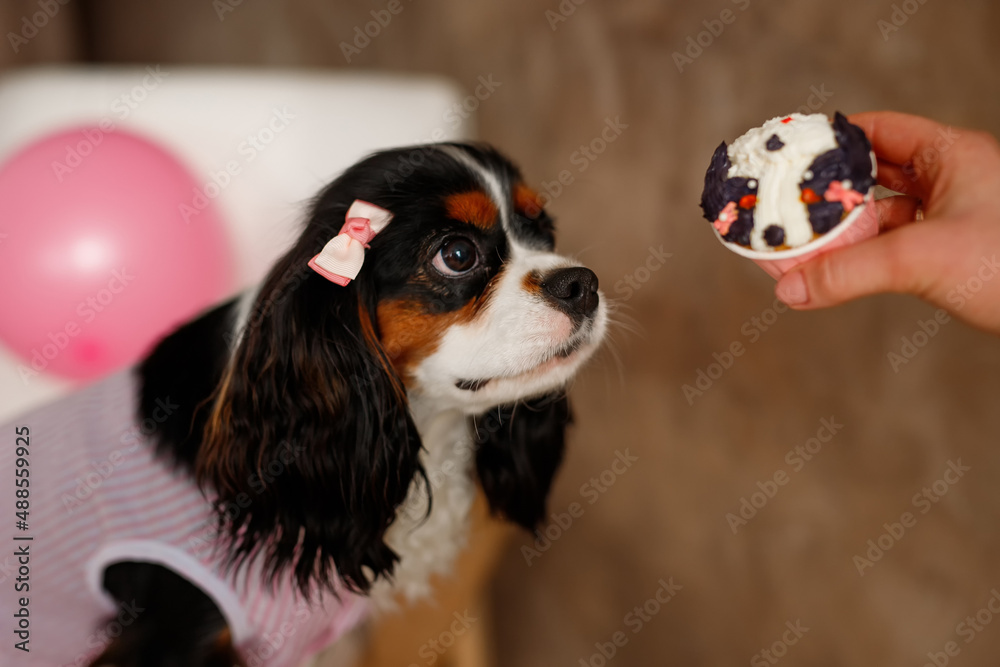 Birthday for a dog of breed Cavalier King Charles Spaniel. Happy dog eats delicious cake and licks his tongue. 