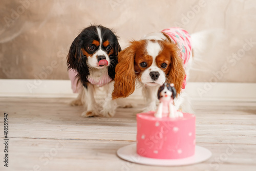 Two look at birthday cake. Dogs celebrate birthday. Birthday for a dog of breed Cavalier King Charles Spaniel. 
