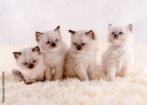 four ragdoll kittens with blue eyes sitting on white rug on a white background