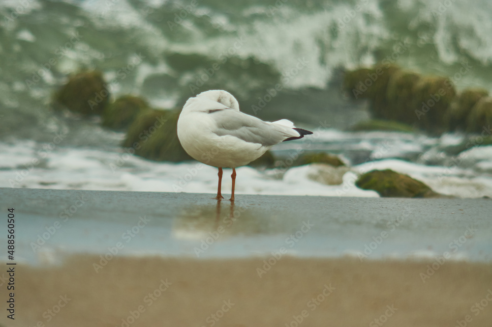 Fototapeta premium Baltic gulls fly along the coast.