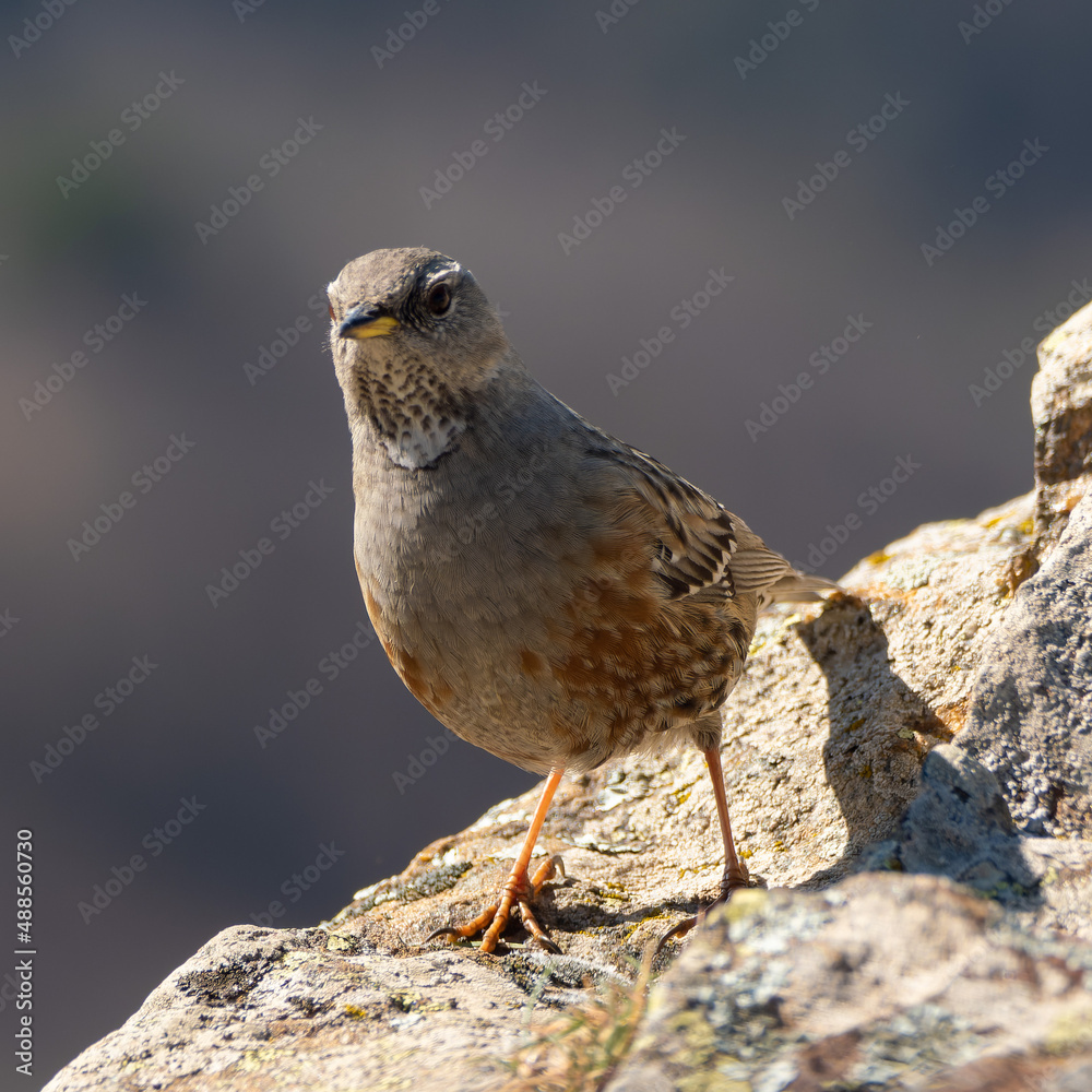 Prunella collaris. Alpine accentor.