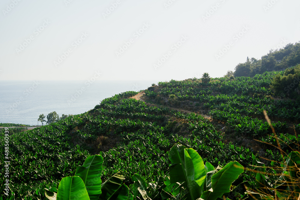 Banana plantation, many green palm trees on the mountain coast with sky in background