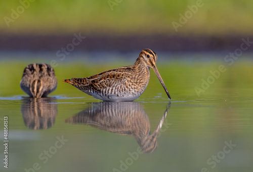 Common snipe - two birds feeding at a wetland in summer