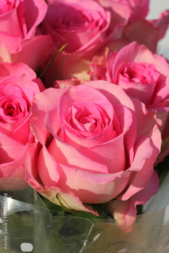 Fototapeta premium bouquet of roses