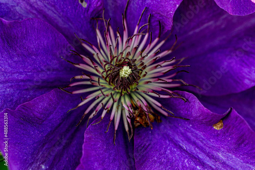 Detail of Blue Phlox flower.  photo