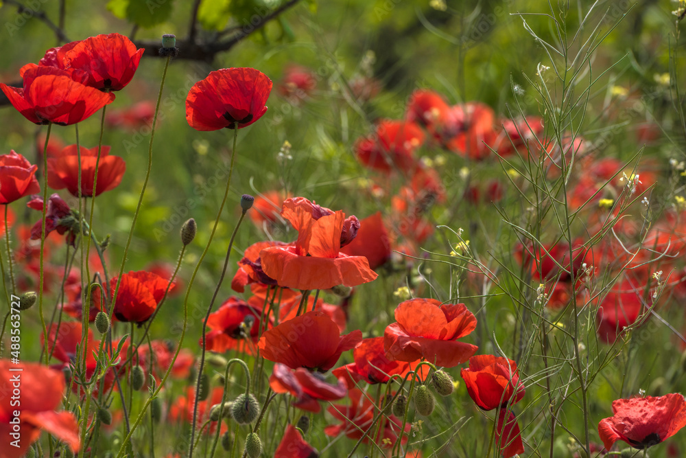 Obraz premium red poppies among the green grass in the summer